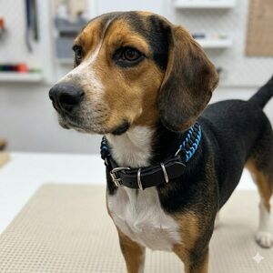 Handmade Black and Blue Paracord Dog Collar